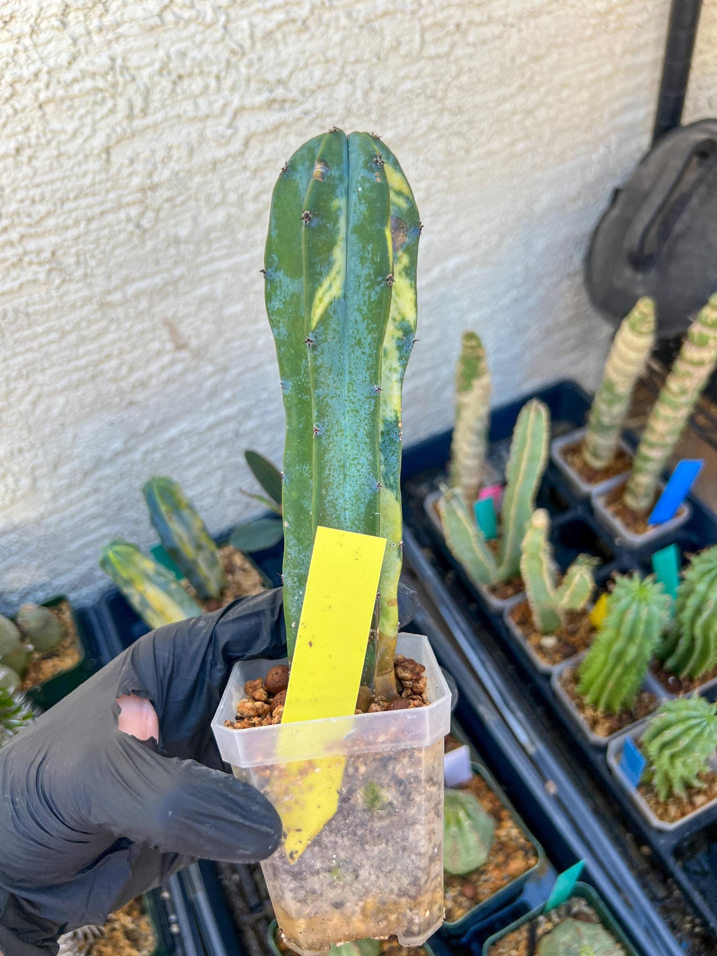 Myrtillocactus Geometrizans f. Variegatus Hort | Imported Cactus