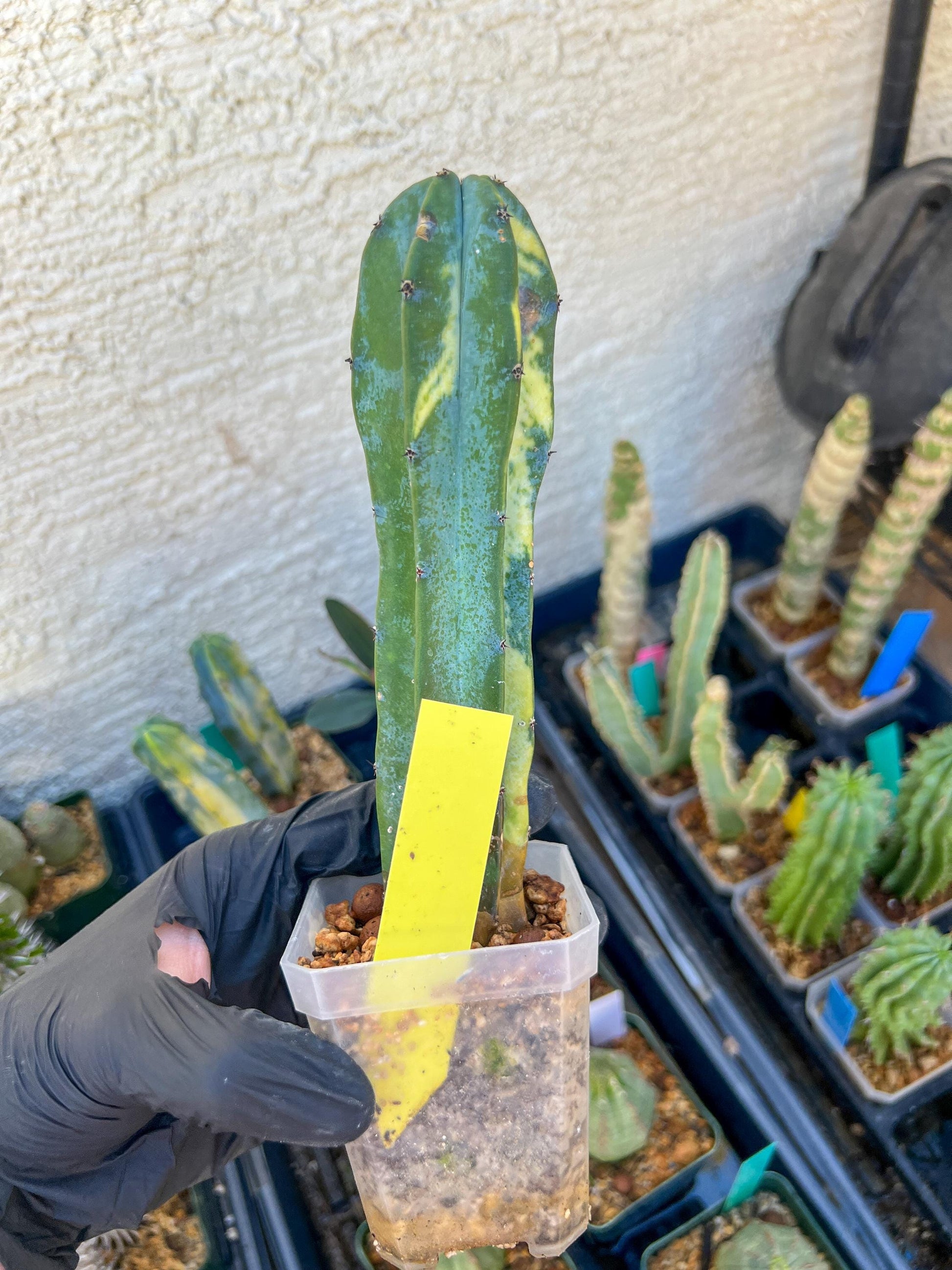 Myrtillocactus Geometrizans f. Variegatus Hort | Imported Cactus