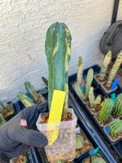 Myrtillocactus Geometrizans f. Variegatus Hort | Imported Cactus