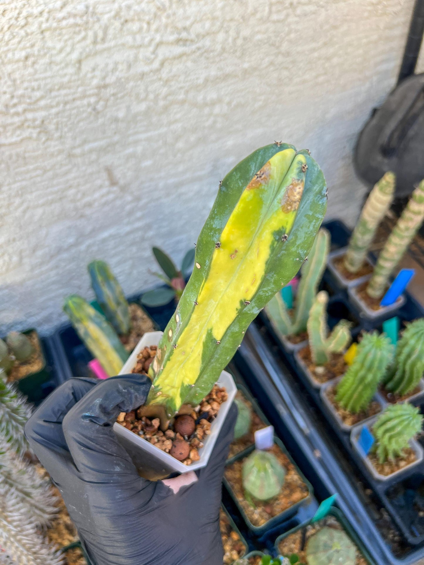 Myrtillocactus Geometrizans f. Variegatus Hort | Imported Cactus