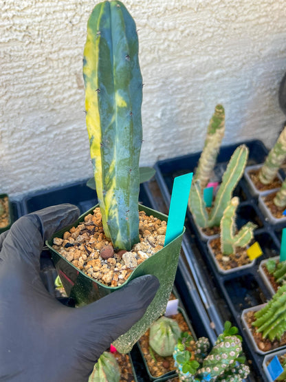 Myrtillocactus Variegatus Hort (Green)