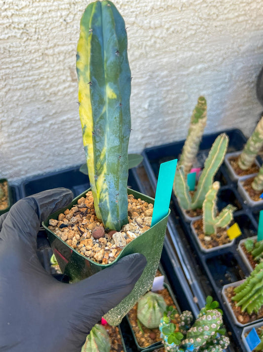 Myrtillocactus Variegatus Hort (Green)