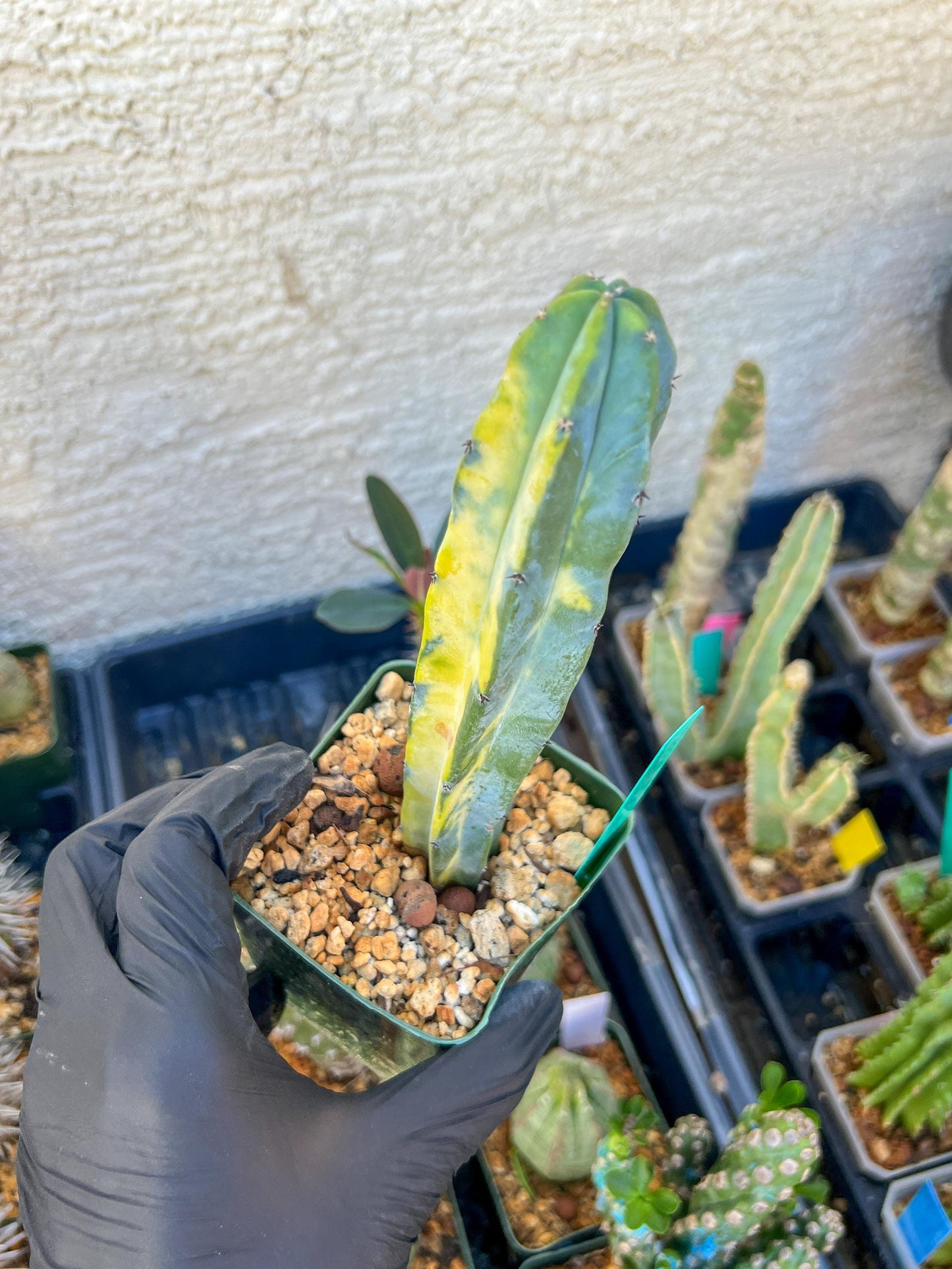 Myrtillocactus Variegatus Hort (Green)