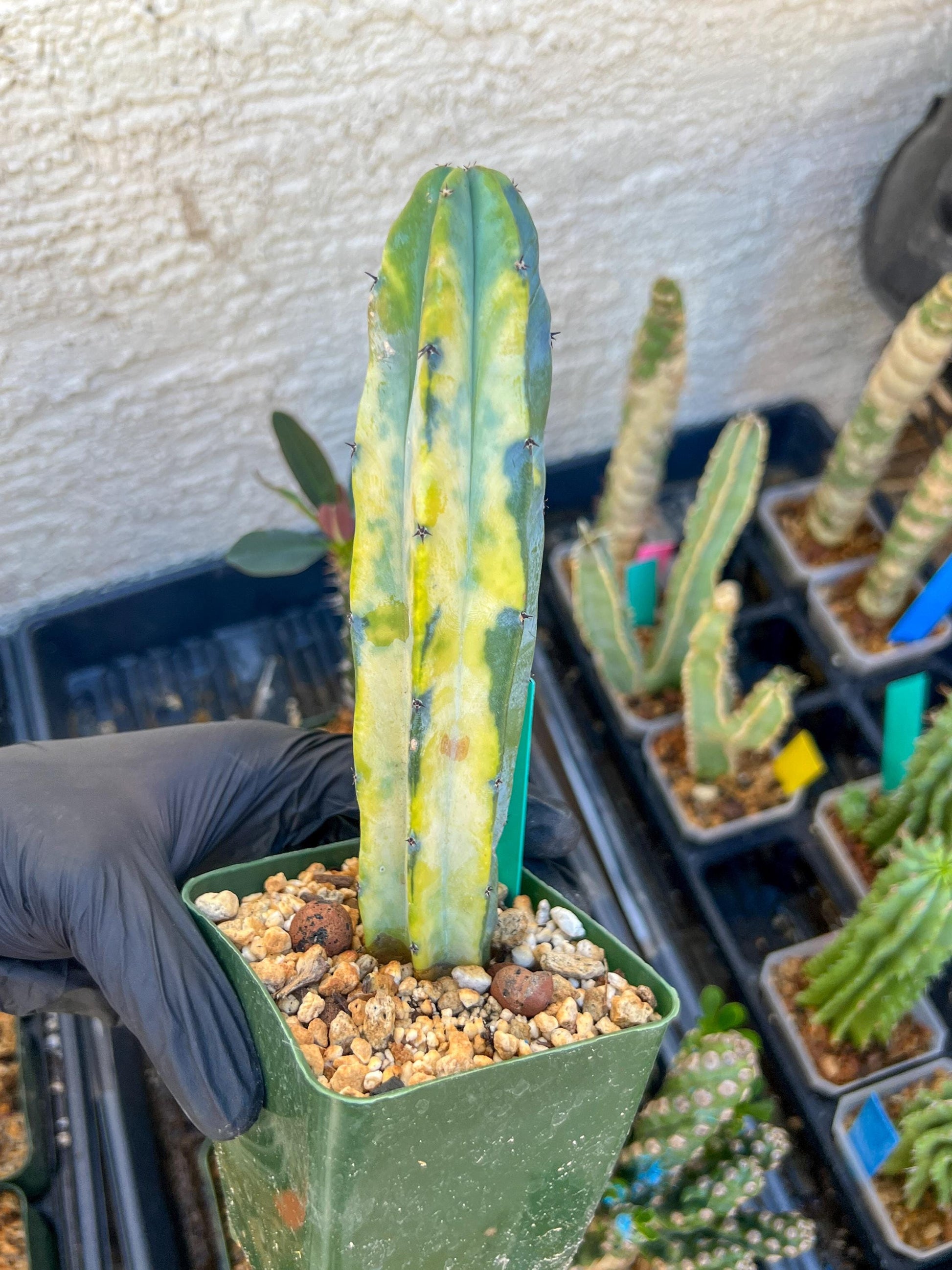 Myrtillocactus Variegatus Hort (Green)