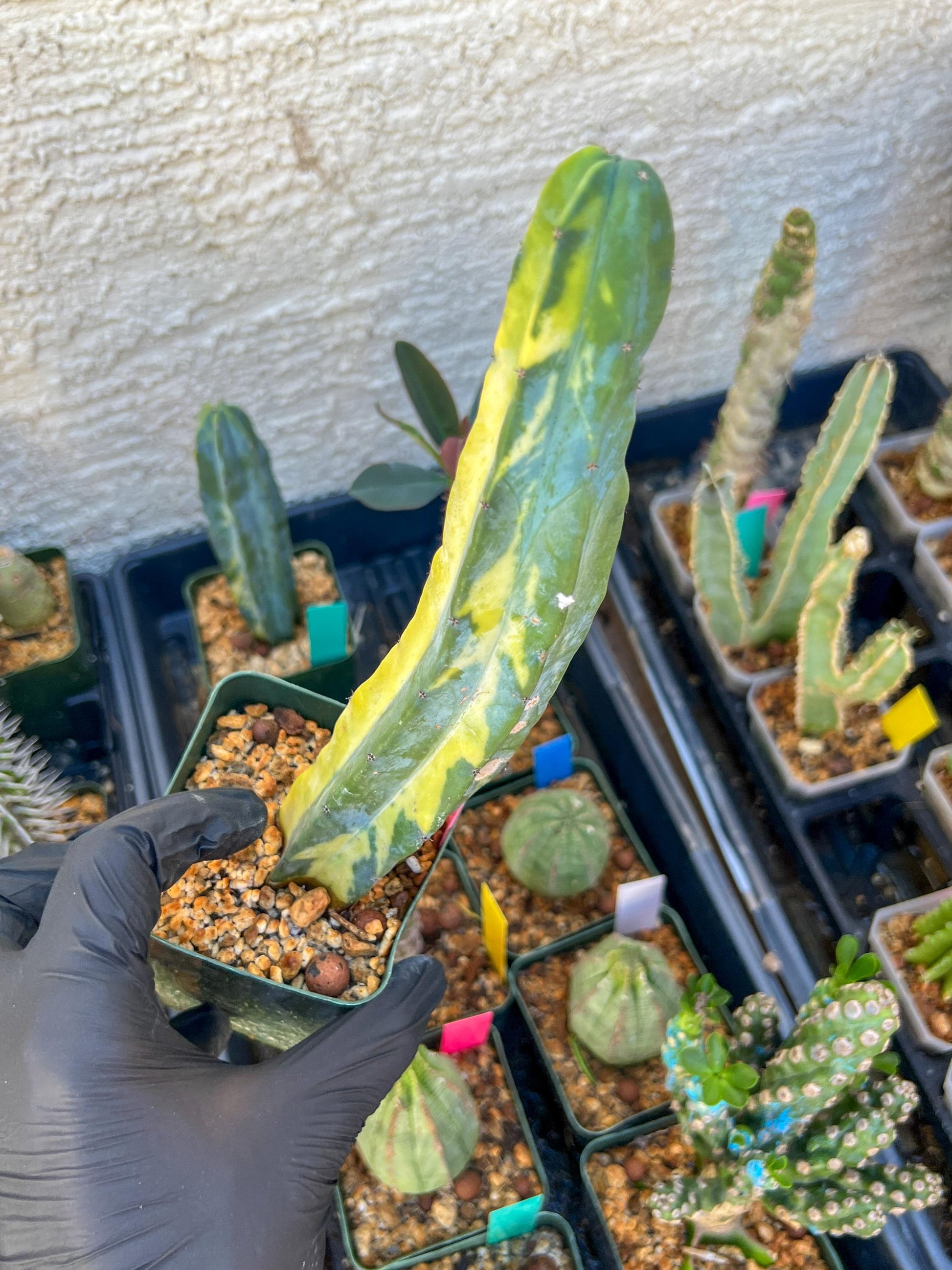 Myrtillocactus Variegatus Hort (Pink)
