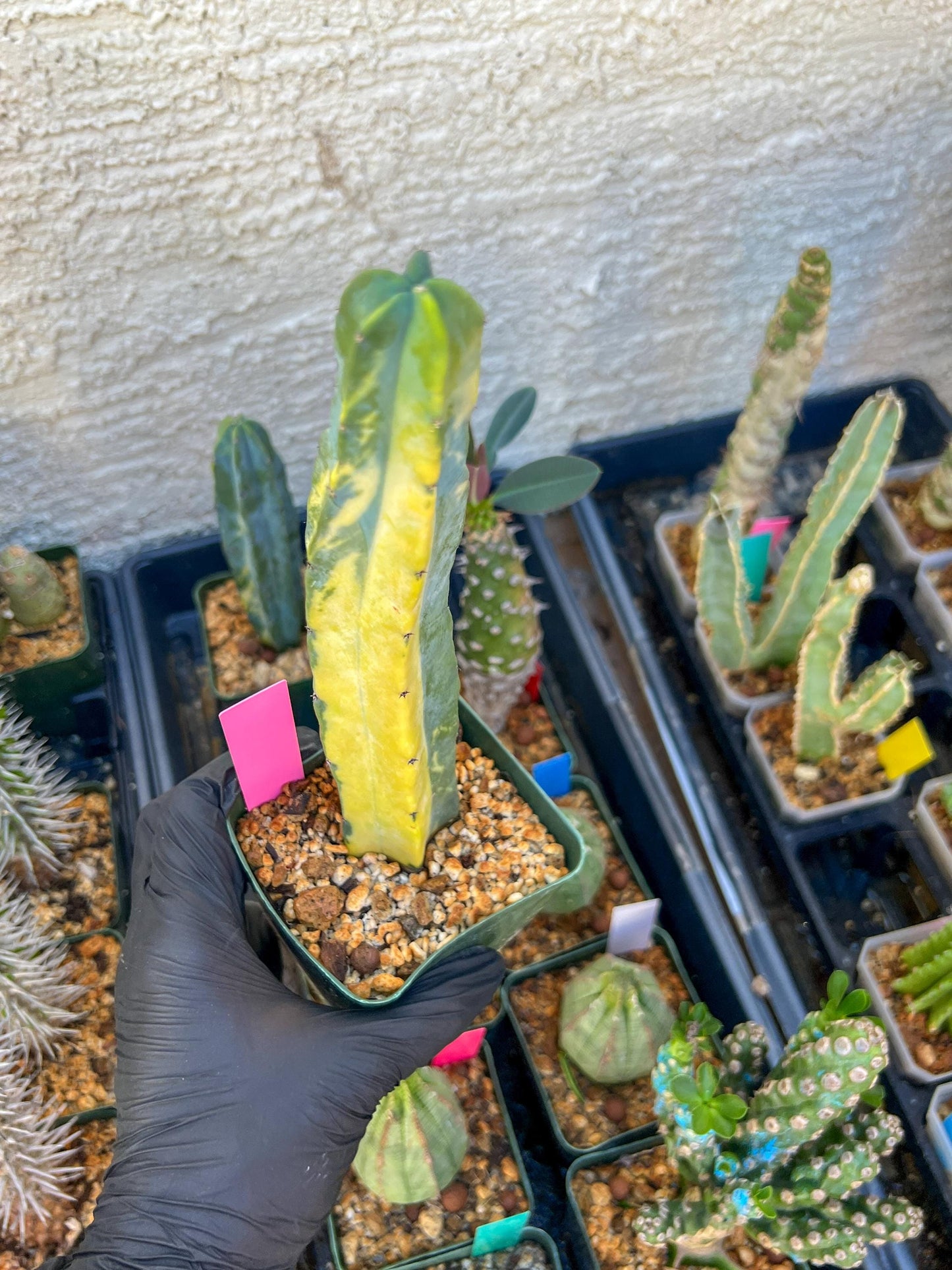 Myrtillocactus Variegatus Hort (Pink)