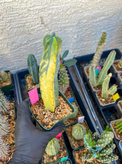 Myrtillocactus Variegatus Hort (Pink)