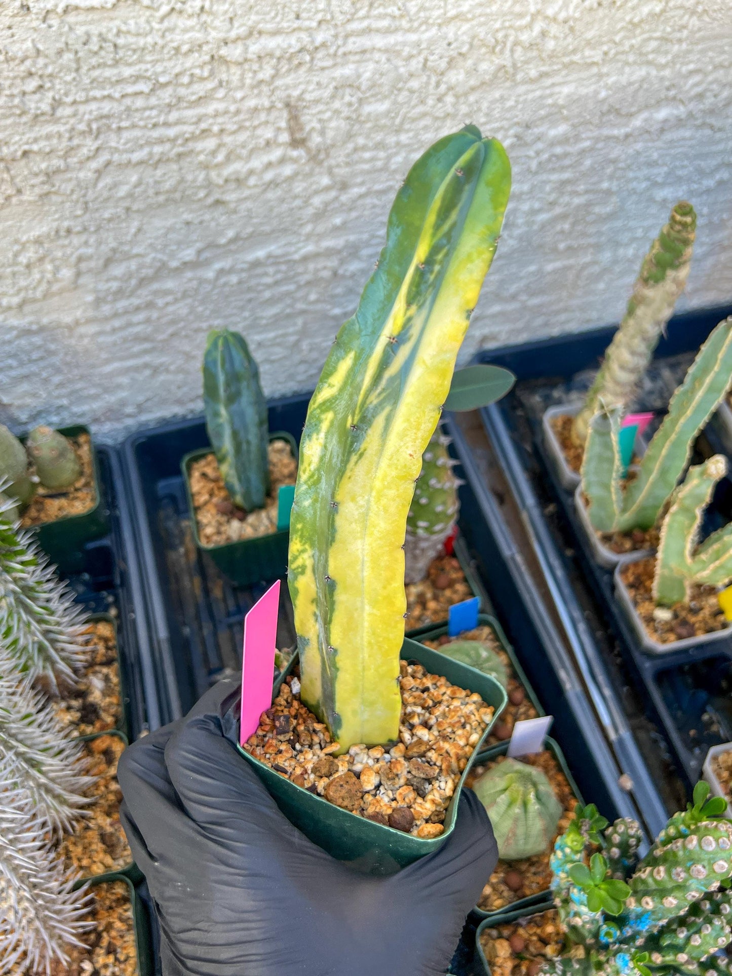 Myrtillocactus Variegatus Hort (Pink)