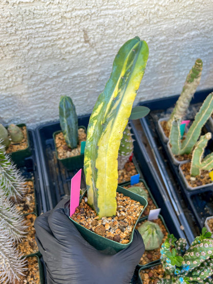 Myrtillocactus Variegatus Hort (Pink)