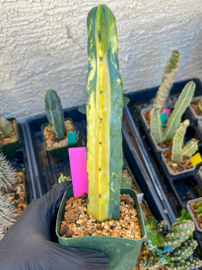Myrtillocactus Variegatus Hort (Pink)