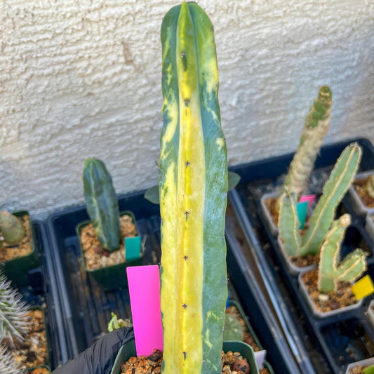 Myrtillocactus Variegatus Hort (Pink)