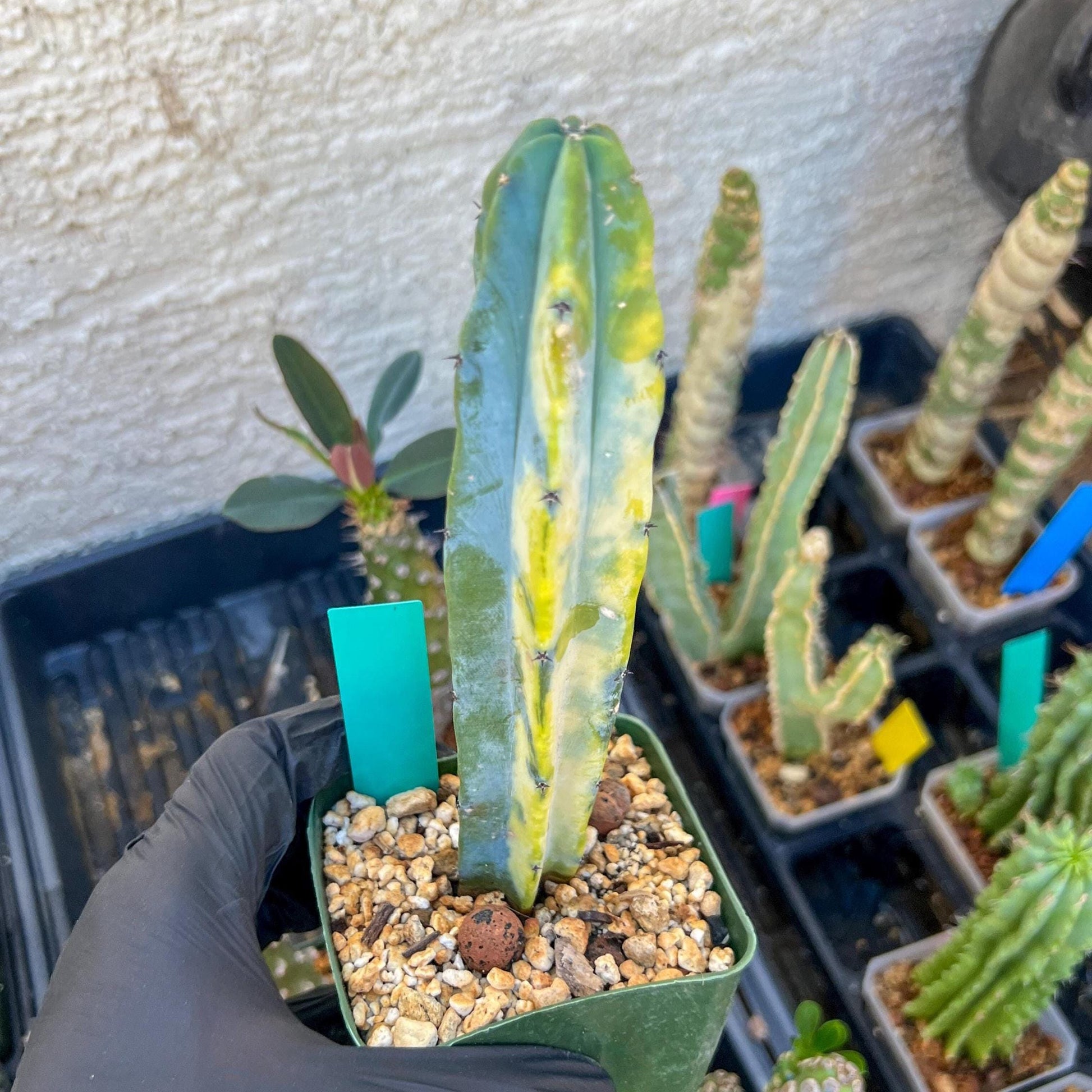 Myrtillocactus Variegatus Hort (Green)