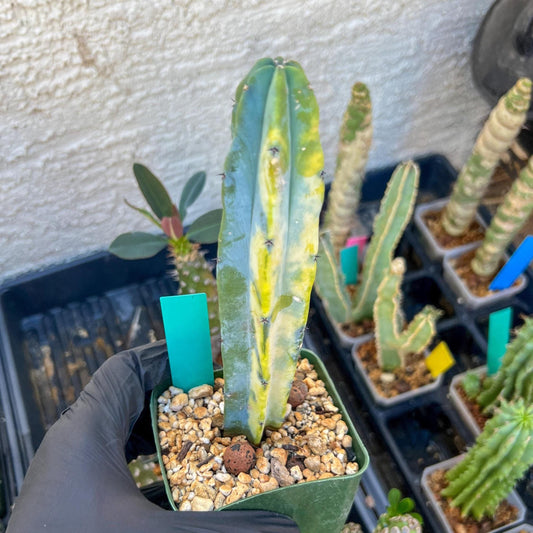 Myrtillocactus Variegatus Hort (Green)