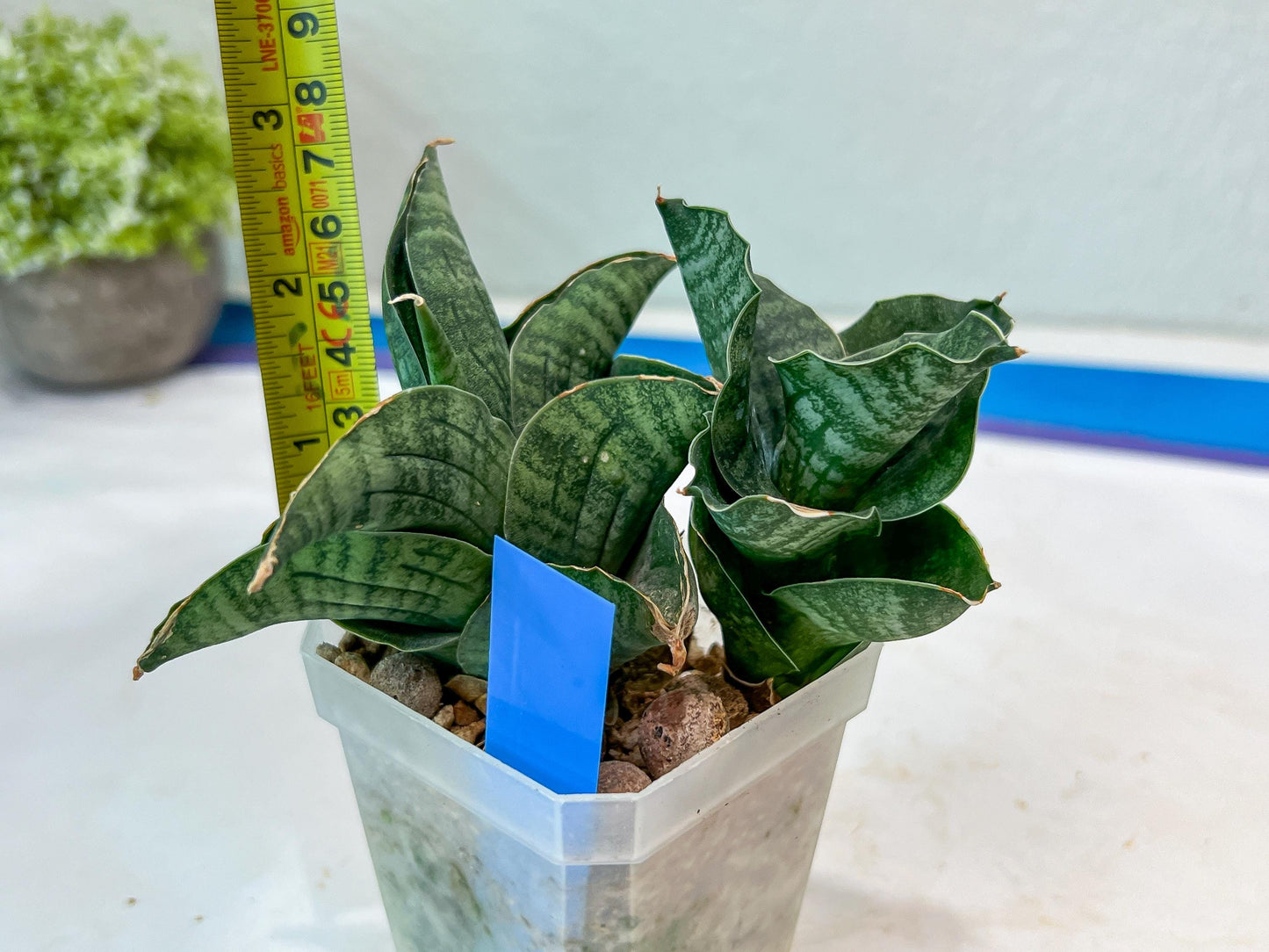 Sansevieria Lion Heart (#AC31) | Imported Snake Plant
