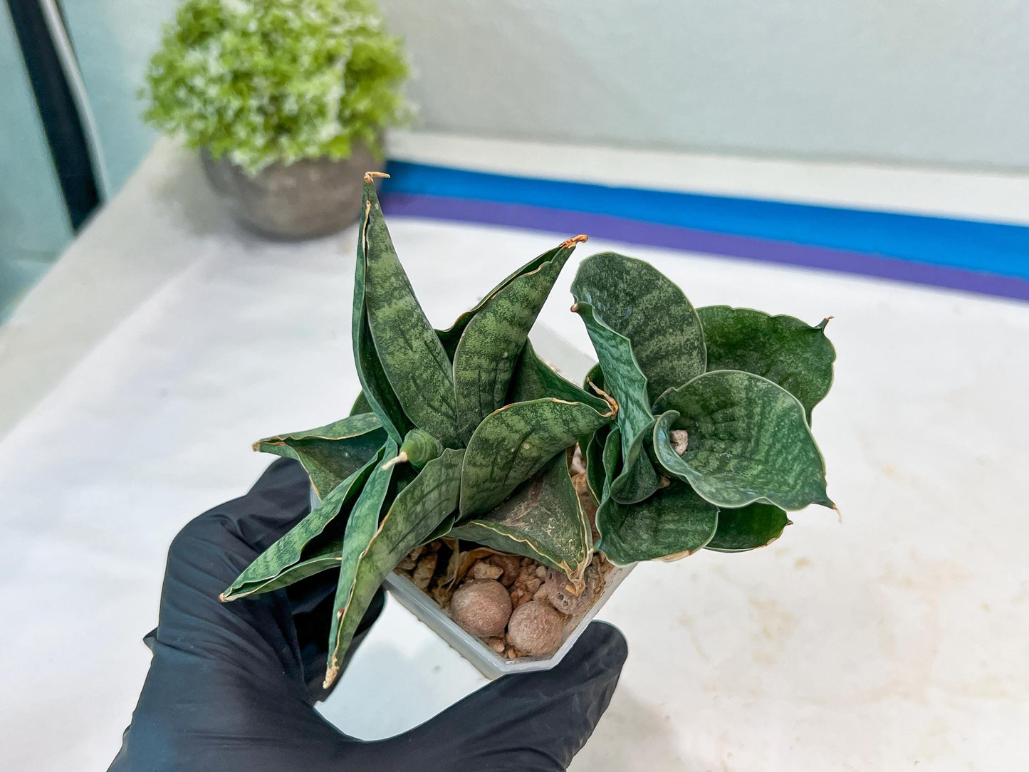 Sansevieria Lion Heart (#AC31) | Imported Snake Plant