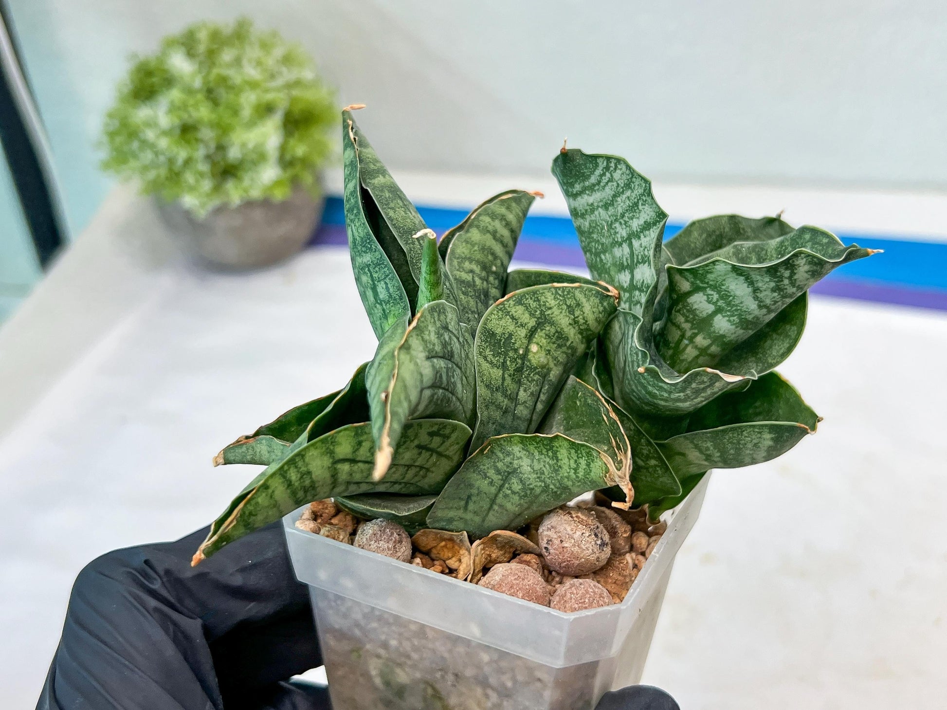 Sansevieria Lion Heart (#AC31) | Imported Snake Plant