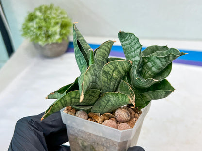 Sansevieria Lion Heart (#AC31) | Imported Snake Plant