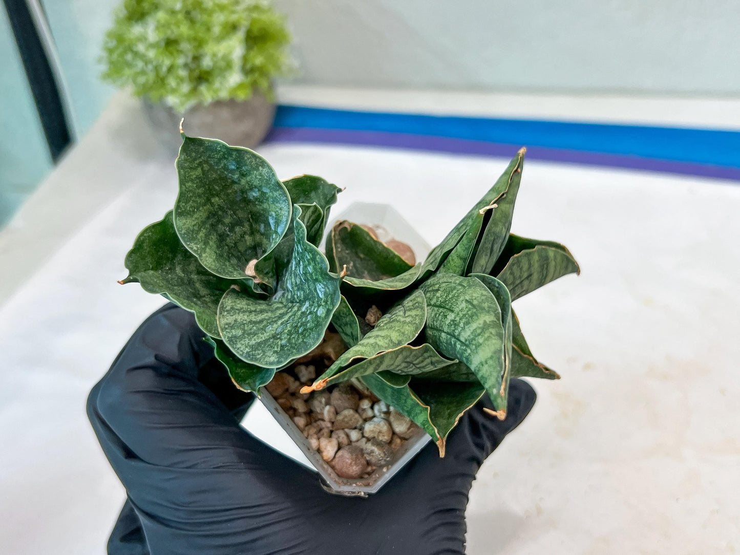 Sansevieria Lion Heart (#AC31) | Imported Snake Plant