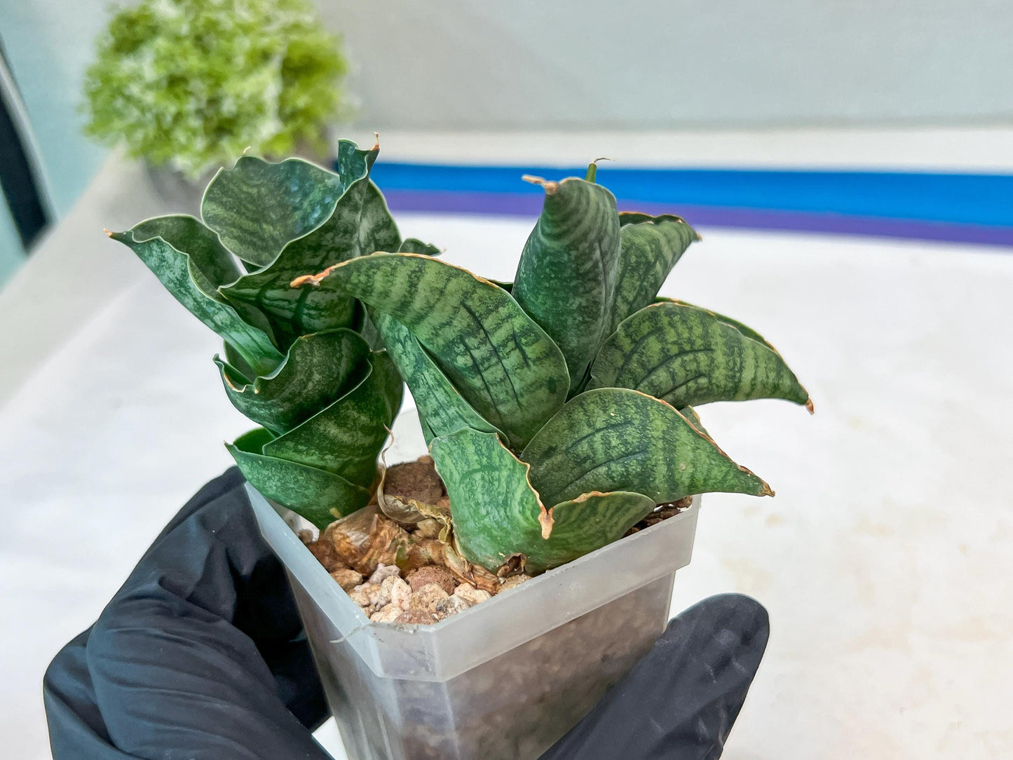 Sansevieria Lion Heart (#AC31) | Imported Snake Plant