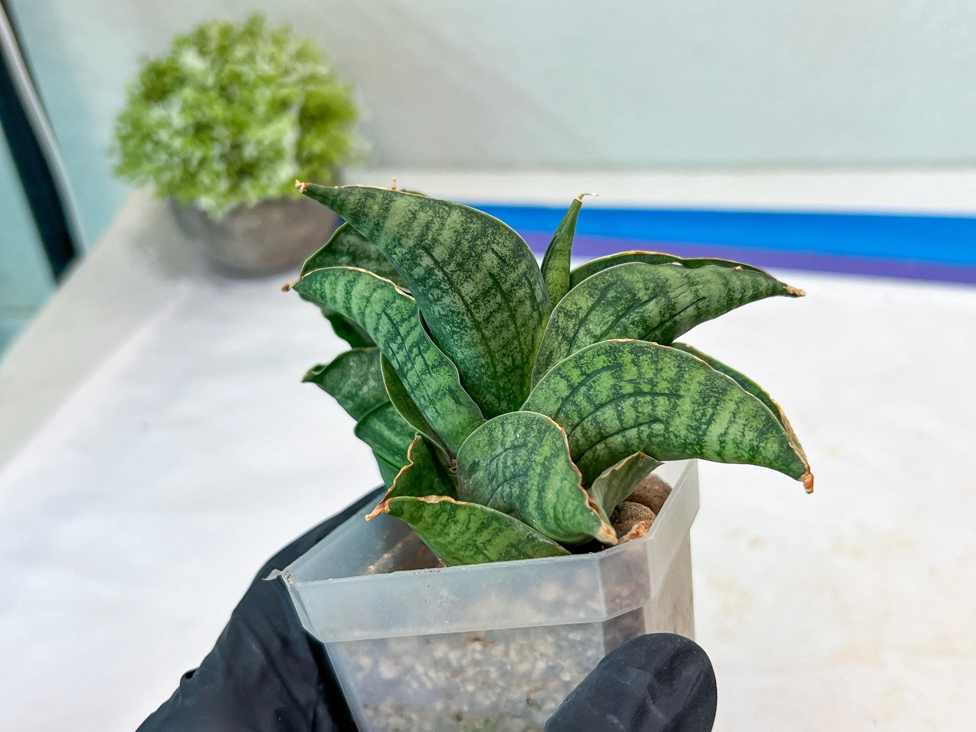 Sansevieria Lion Heart (#AC31) | Imported Snake Plant