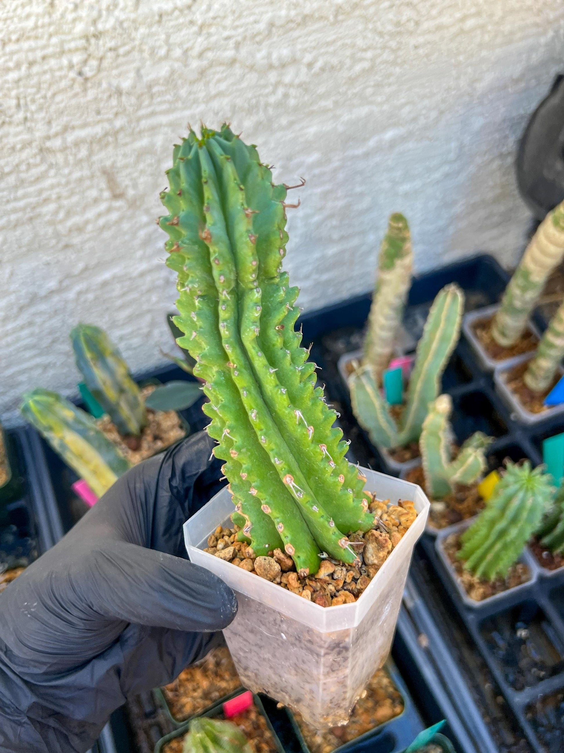 Euphorb Fruticosa Inermis | Rare Succulent