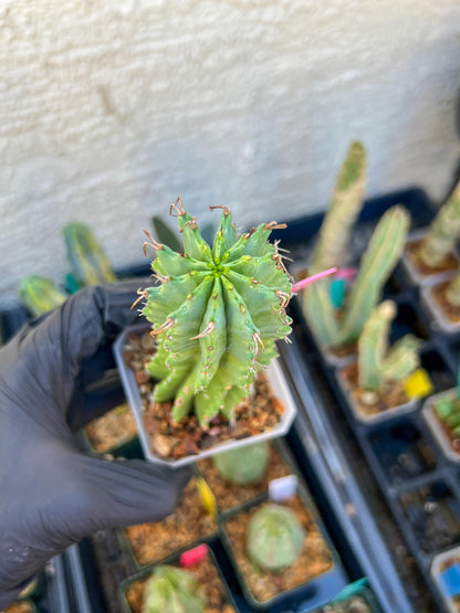 Euphorb Fruticosa Inermis (Pink) | Rare Succulent
