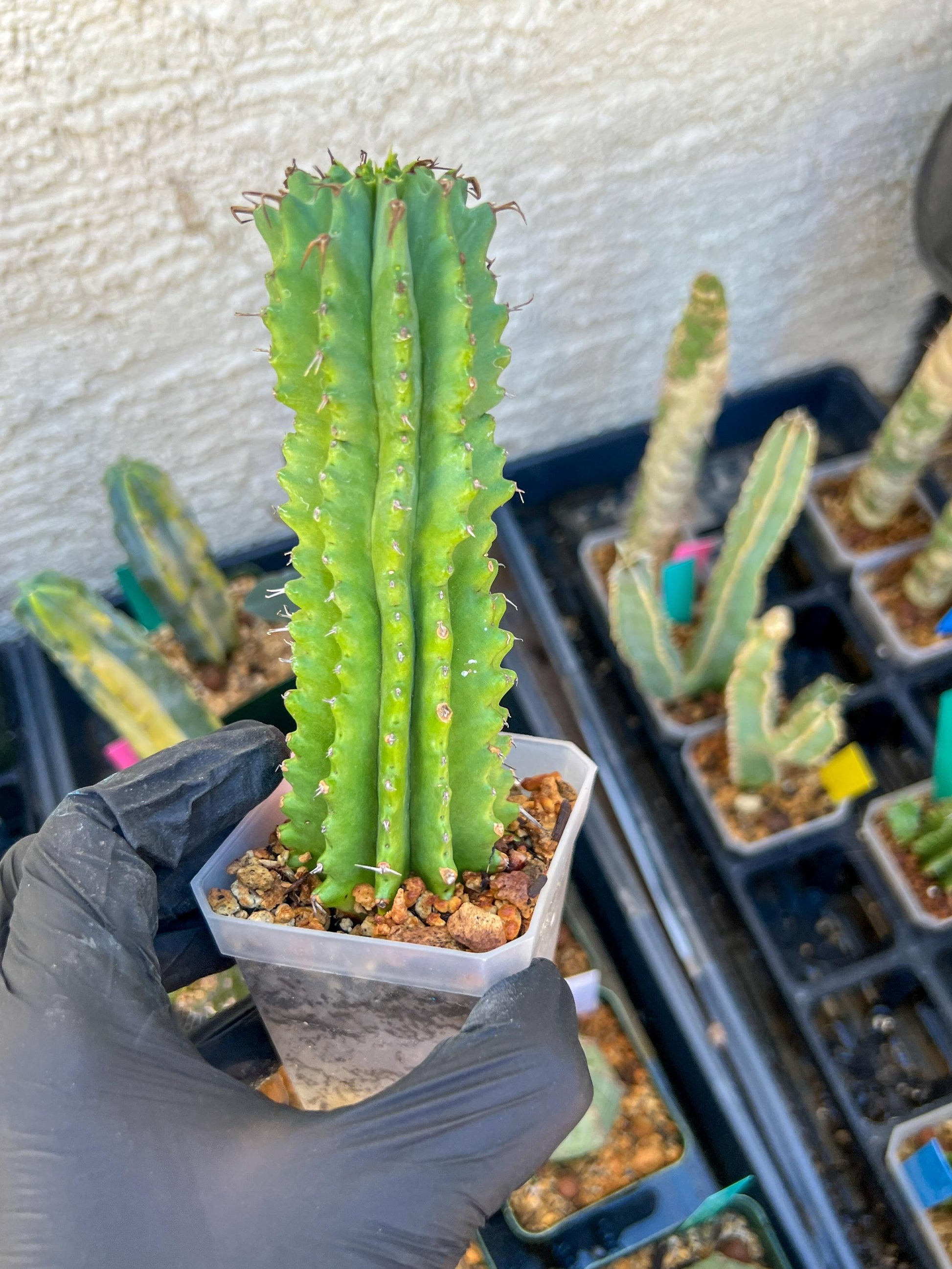 Euphorb Fruticosa Inermis (Pink) | Rare Succulent