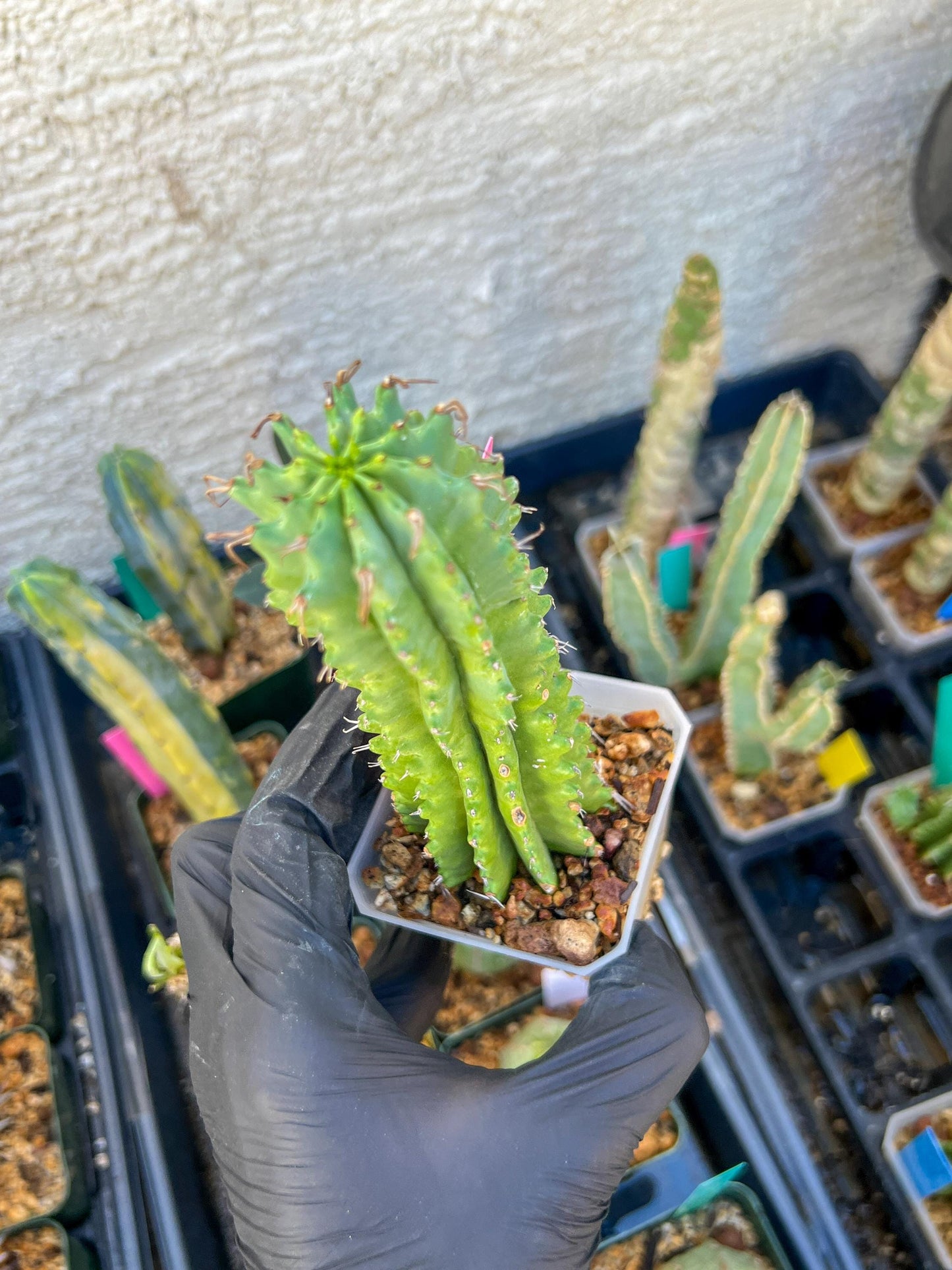 Euphorb Fruticosa Inermis (Pink) | Rare Succulent