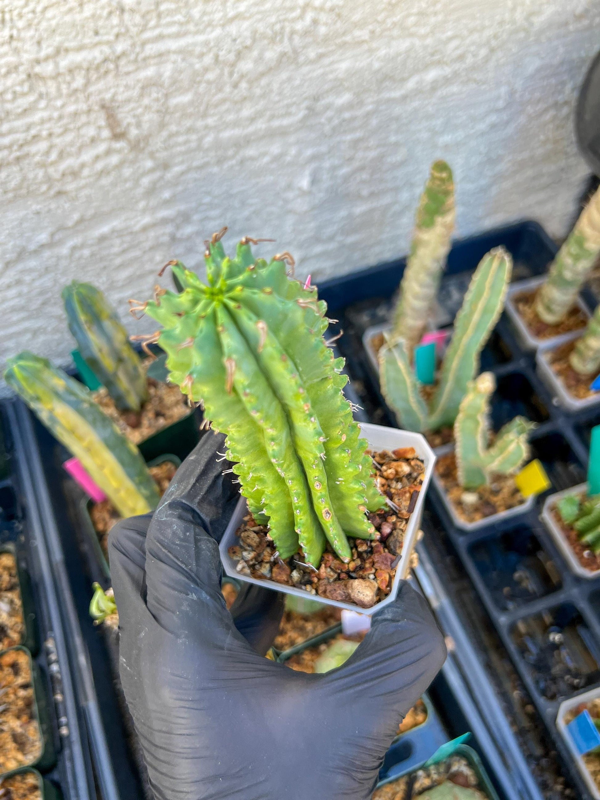 Euphorb Fruticosa Inermis (Pink) | Rare Succulent