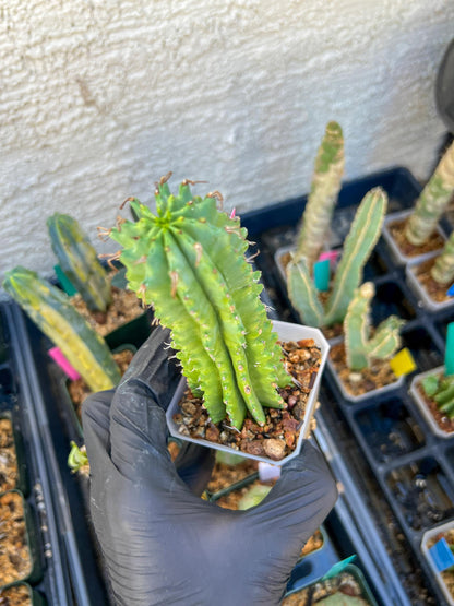 Euphorb Fruticosa Inermis (Pink) | Rare Succulent