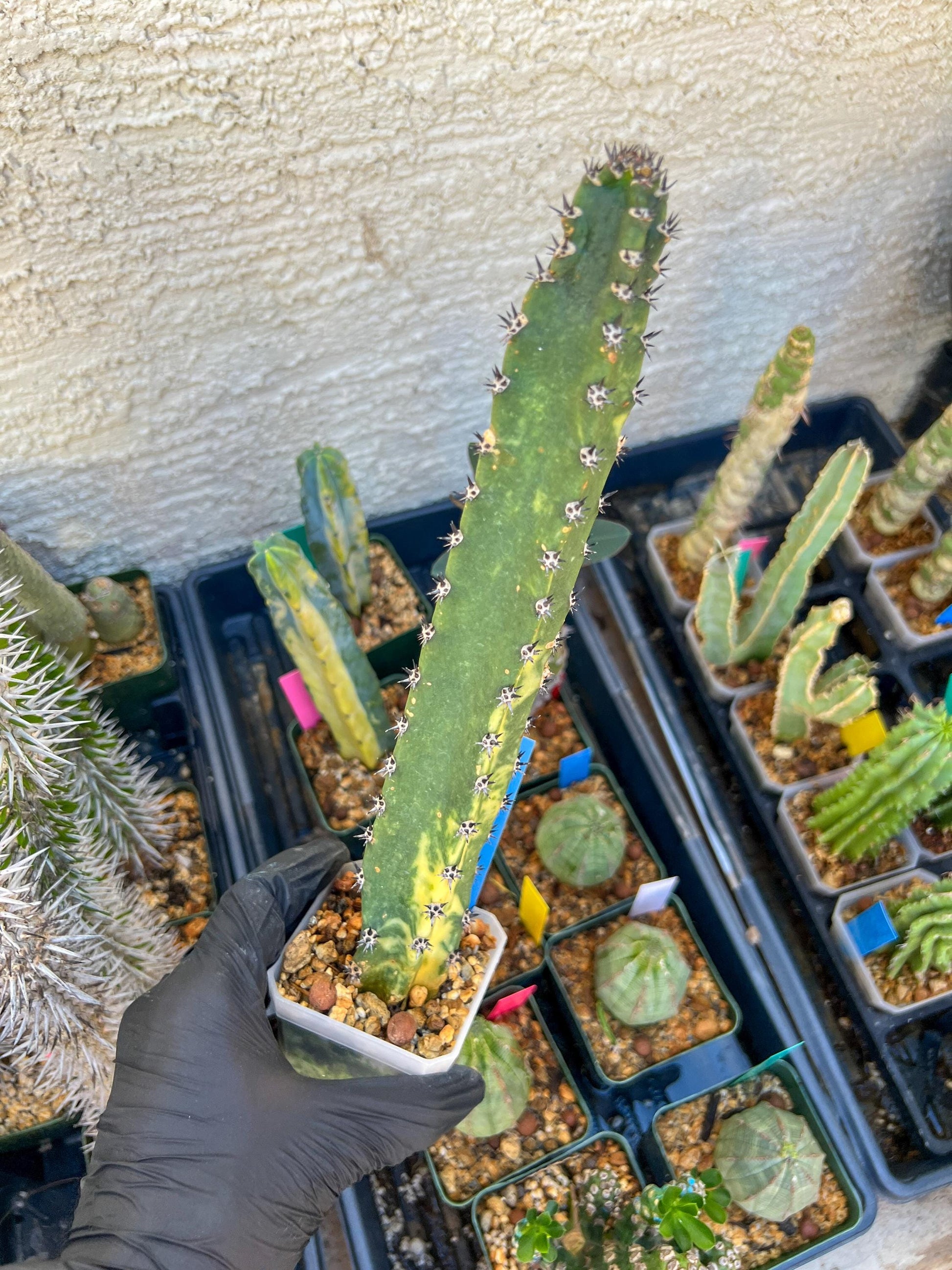 Harrisia Jusbertii Variegated (Blue)| Imported Cactus