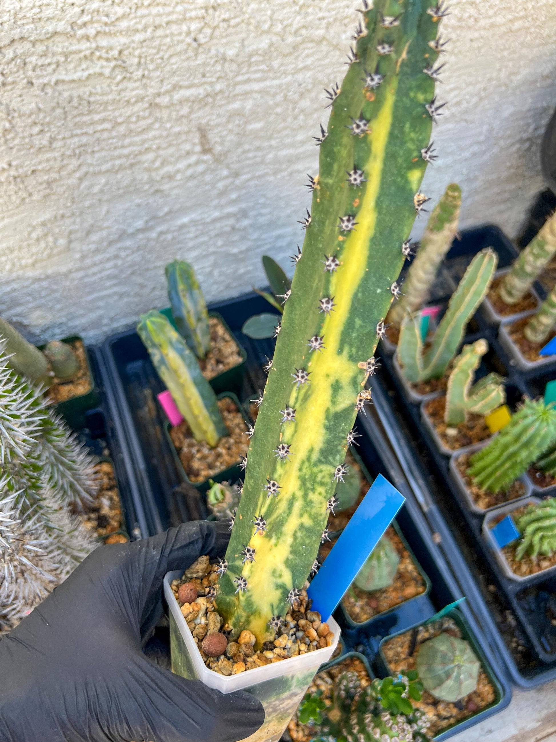 Harrisia Jusbertii Variegated (Blue)| Imported Cactus