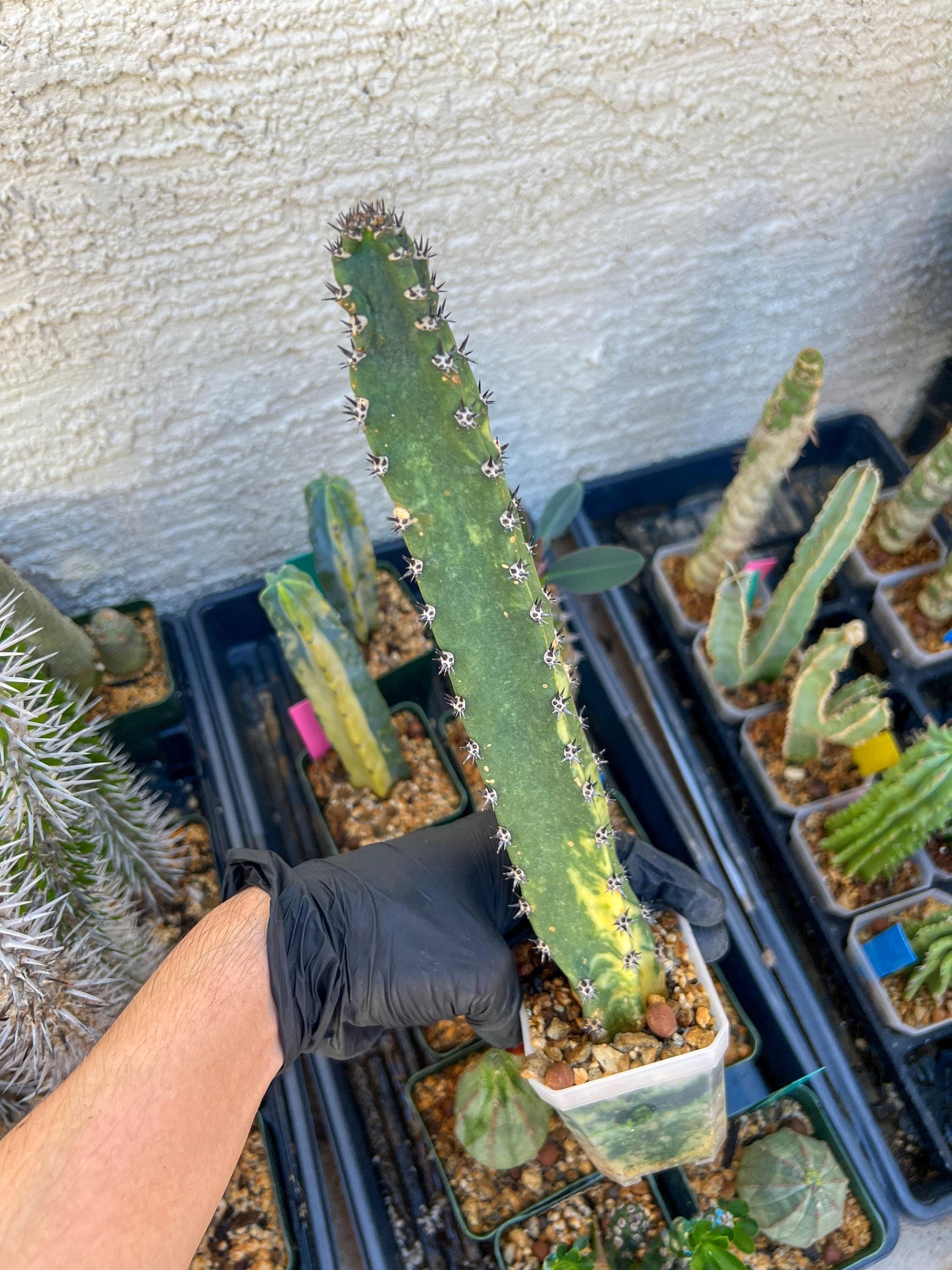 Harrisia Jusbertii Variegated (Blue)| Imported Cactus
