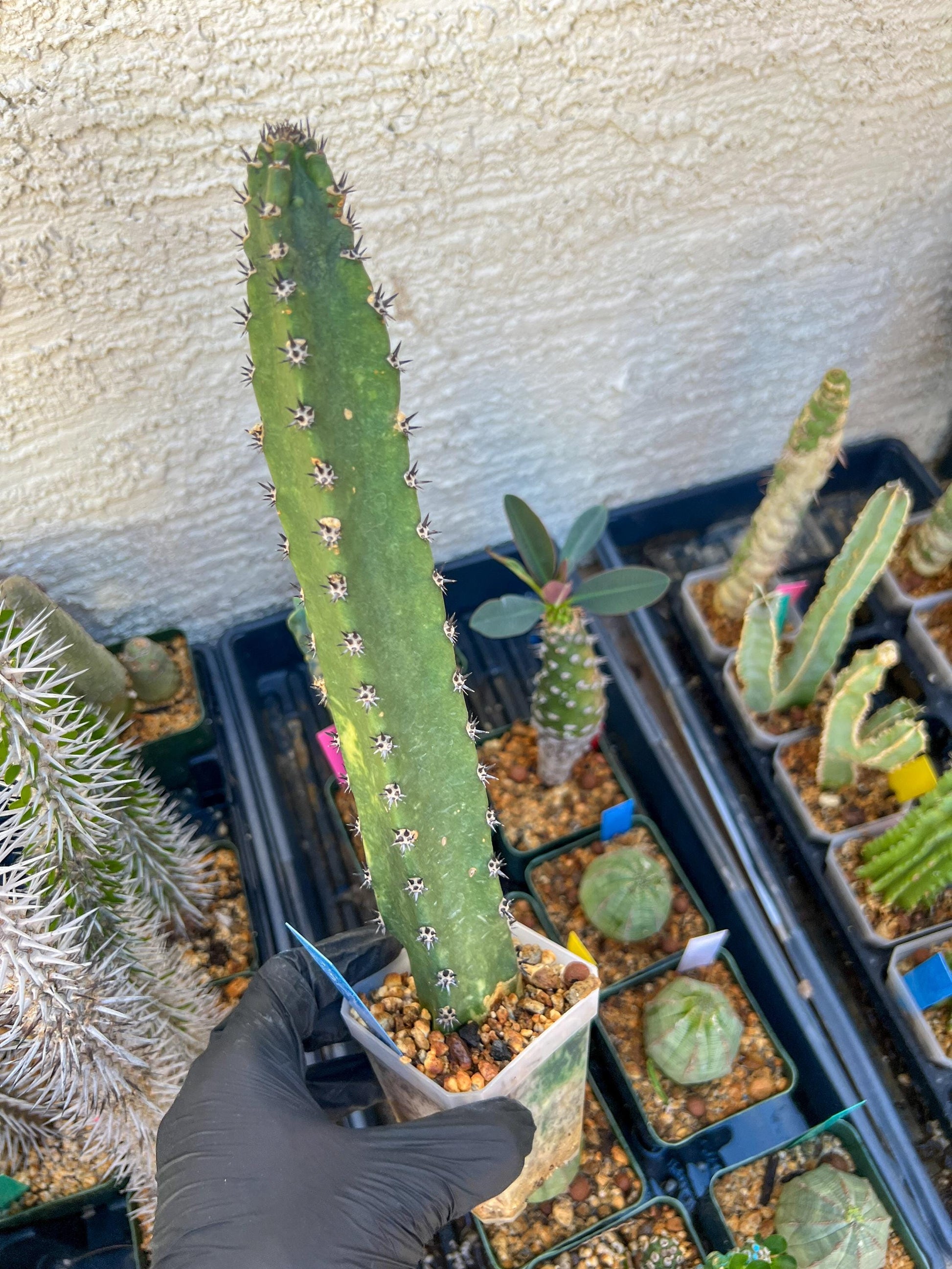 Harrisia Jusbertii Variegated (Blue)| Imported Cactus