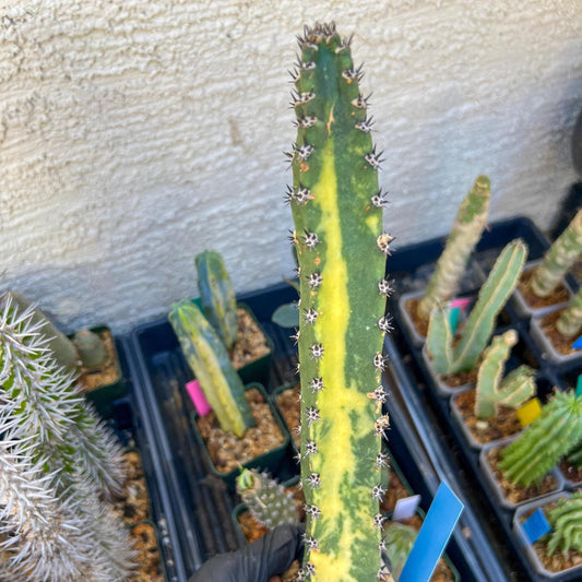 Harrisia Jusbertii Variegated (Blue)| Imported Cactus