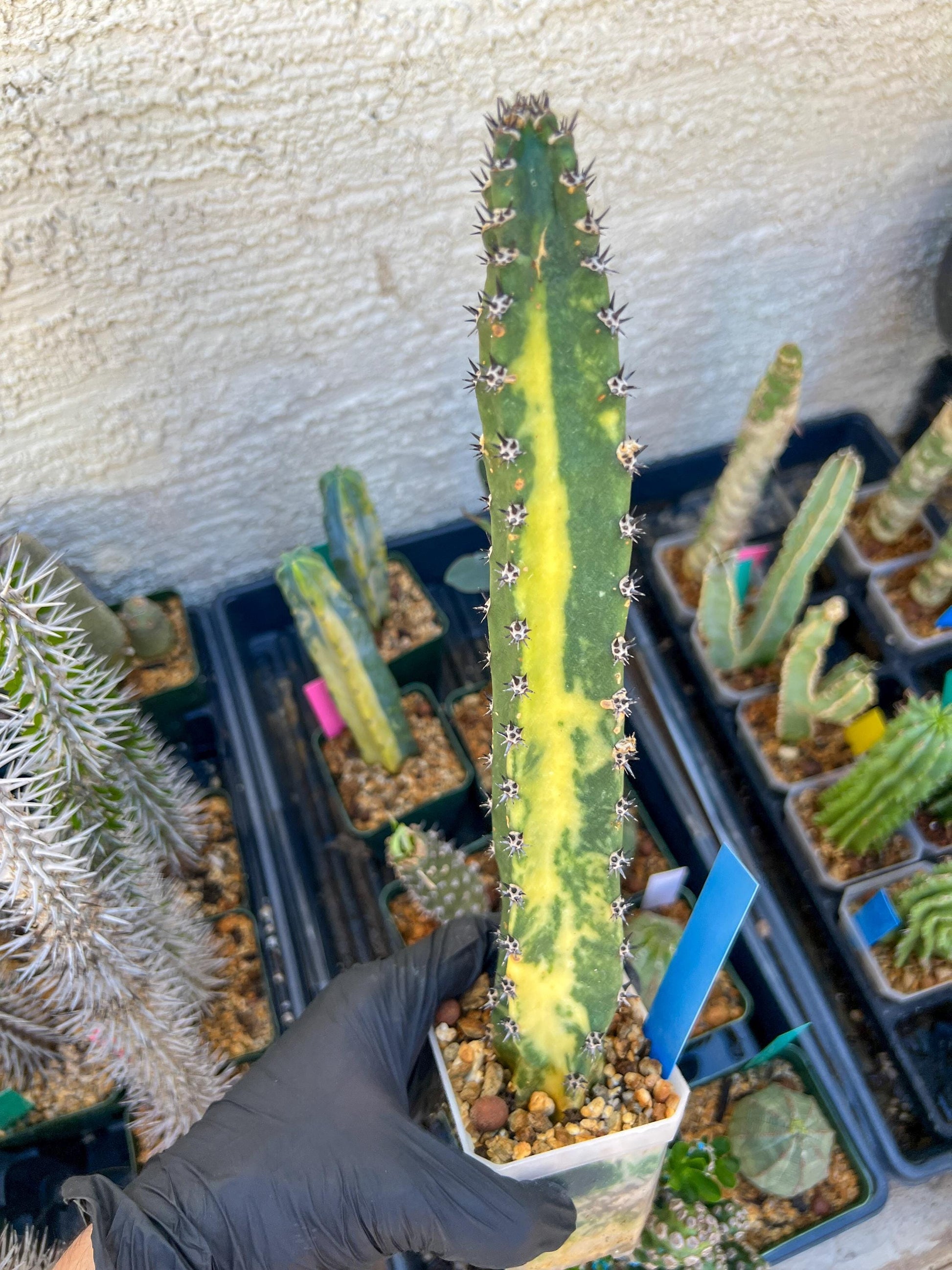 Harrisia Jusbertii Variegated (Blue)| Imported Cactus