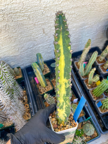 Harrisia Jusbertii Variegated (Blue)| Imported Cactus