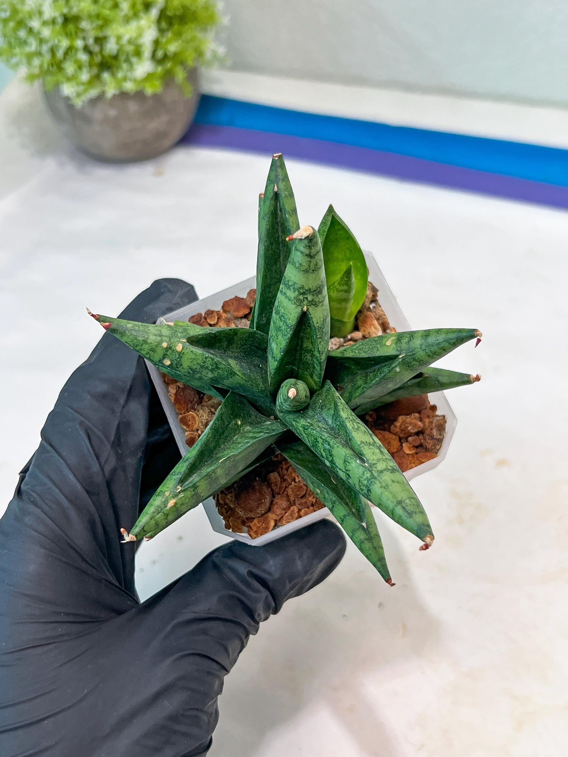 Sansevieria Penguin (#AC47) | Imported Hybrids