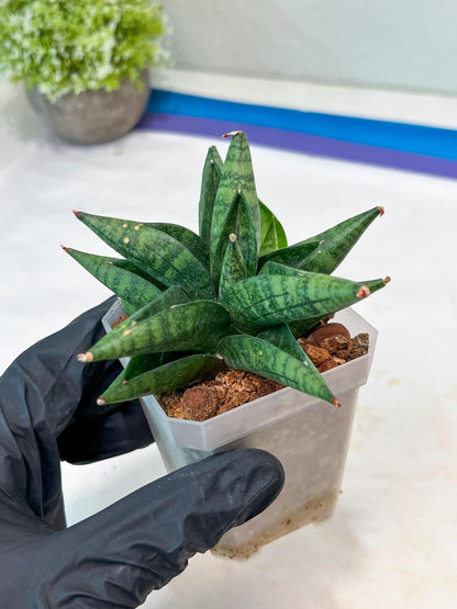 Sansevieria Penguin (#AC47) | Imported Hybrids