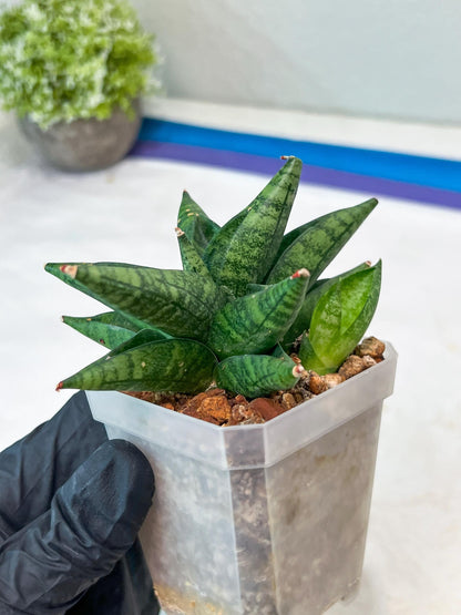 Sansevieria Penguin (#AC47) | Imported Hybrids