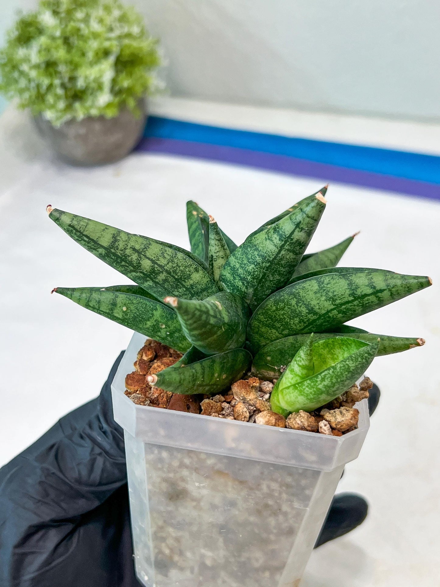 Sansevieria Penguin (#AC47) | Imported Hybrids