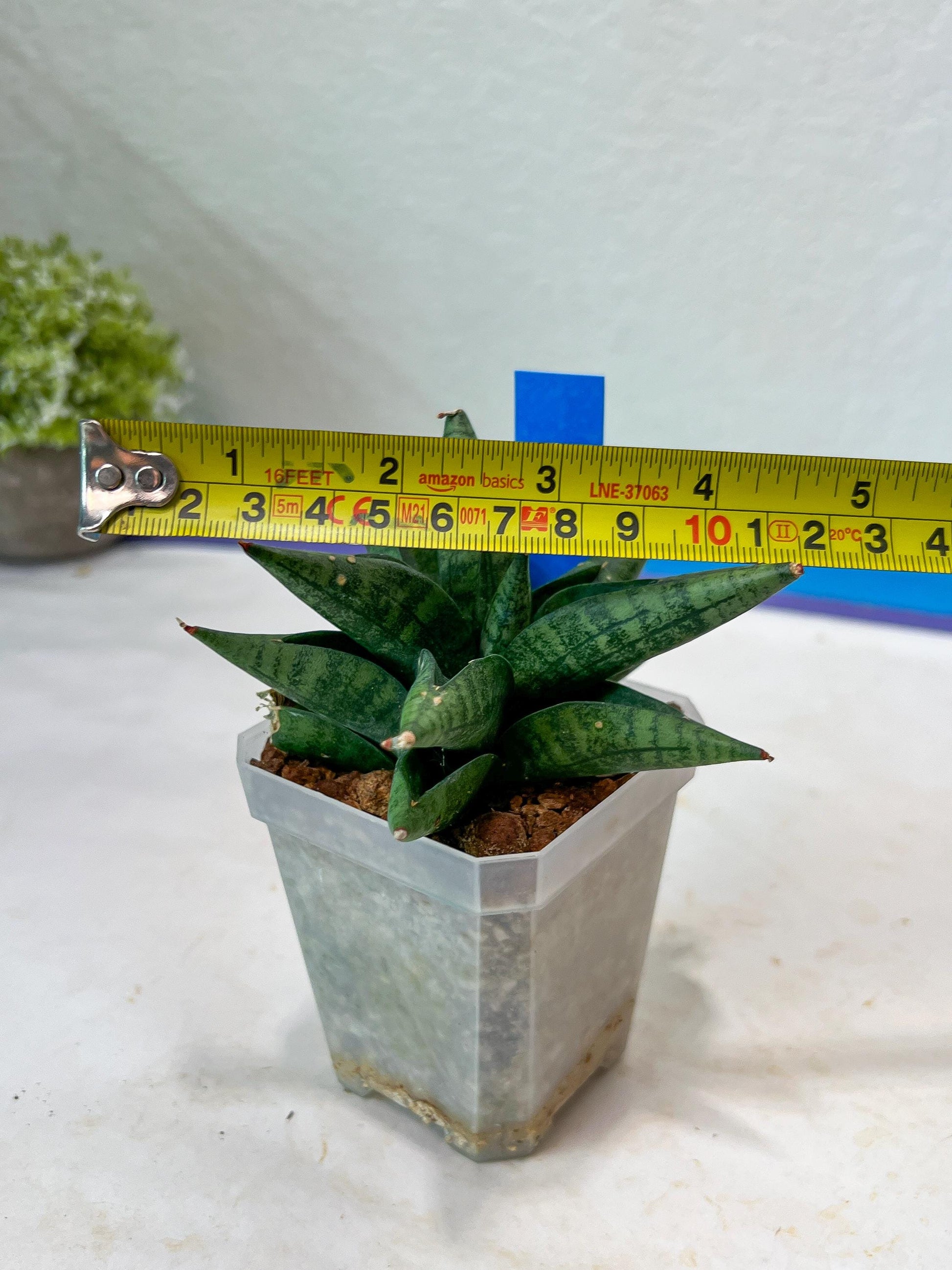 Sansevieria Penguin (#AC47) | Imported Hybrids