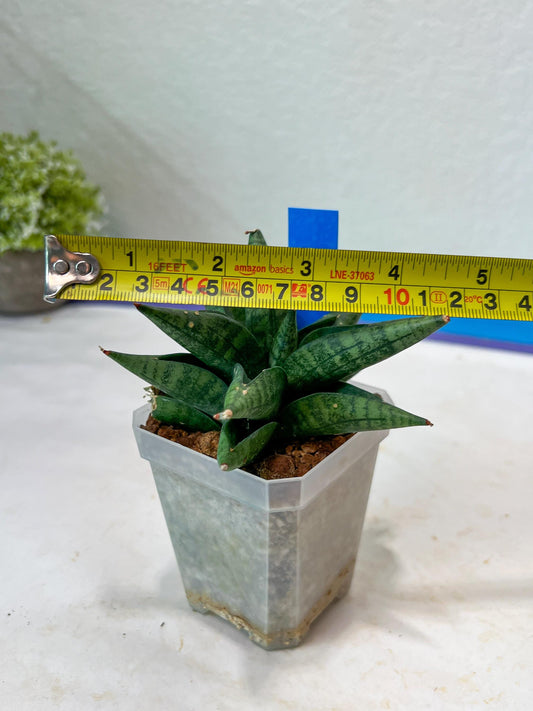 Sansevieria Penguin (#AC47) | Imported Hybrids