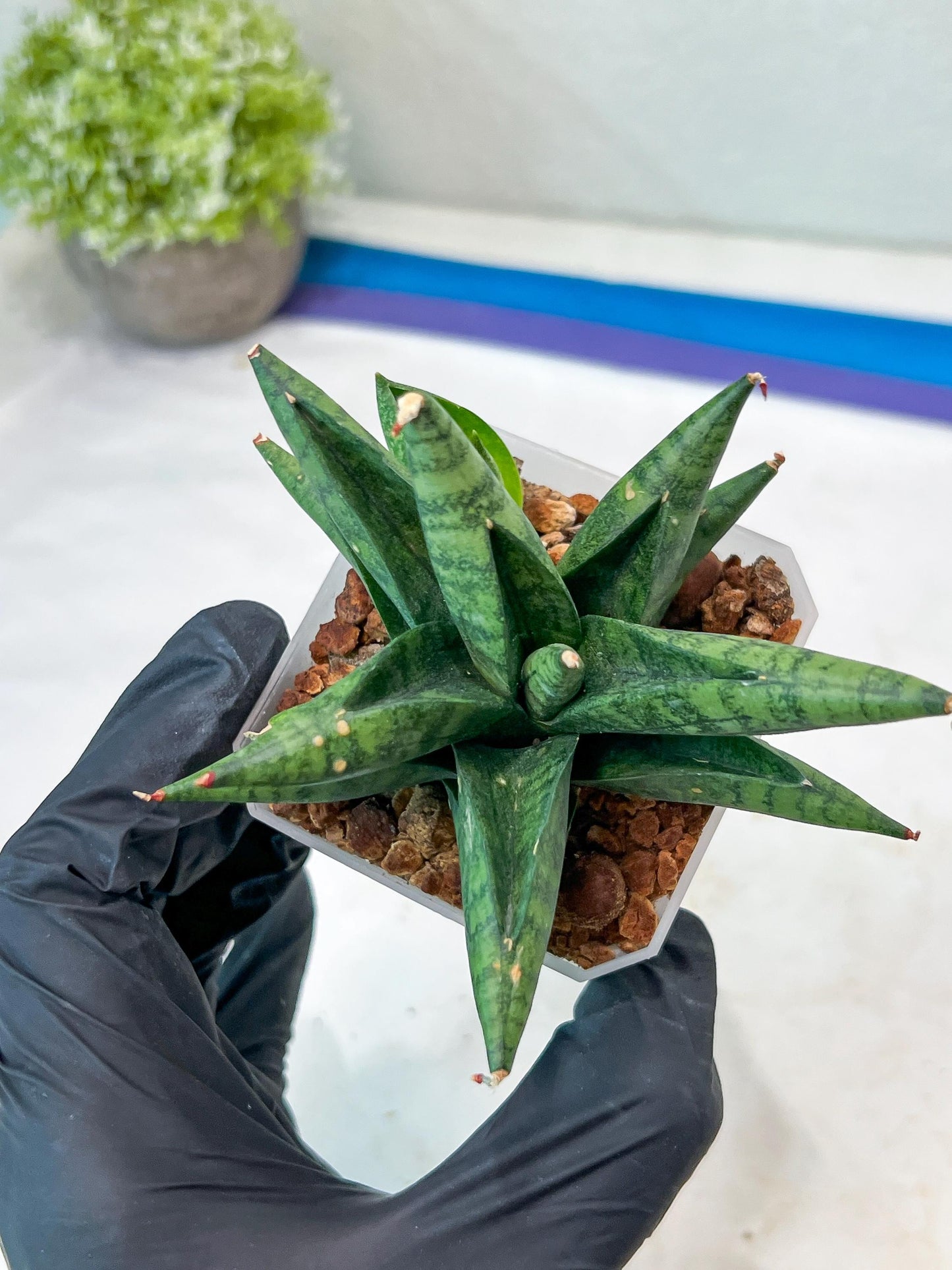 Sansevieria Penguin (#AC47) | Imported Hybrids