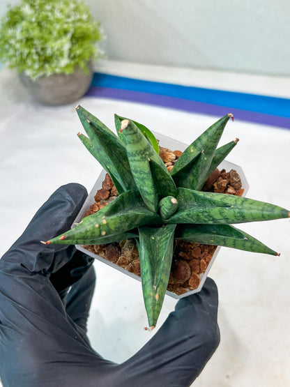 Sansevieria Penguin (#AC47) | Imported Hybrids