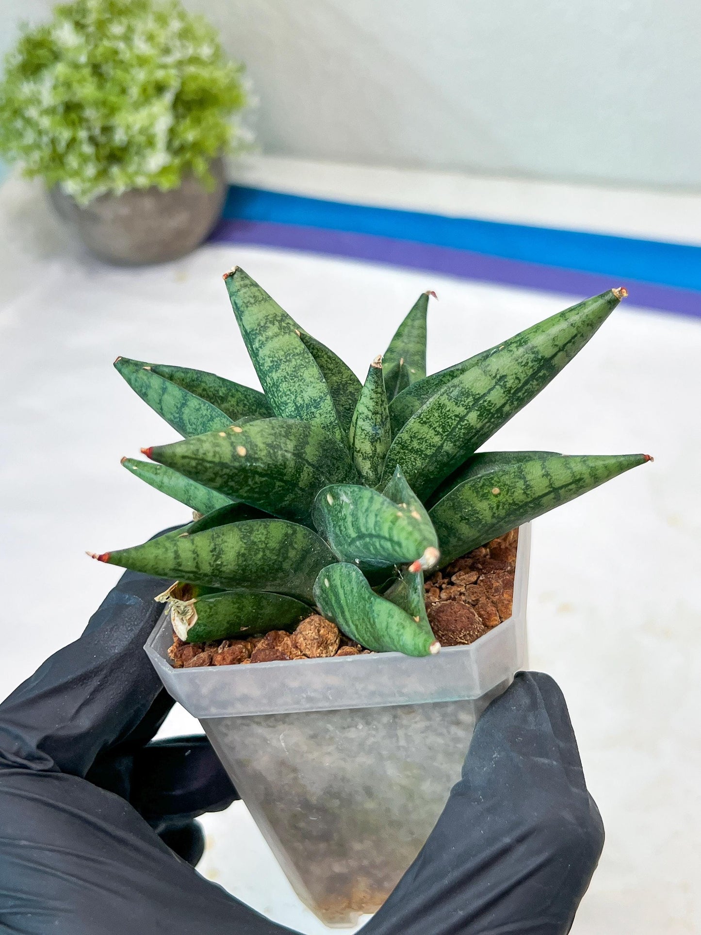 Sansevieria Penguin (#AC47) | Imported Hybrids