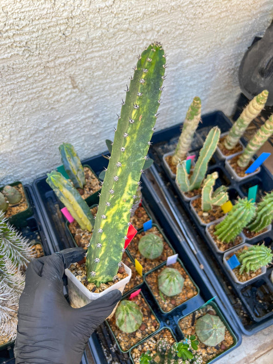 Harrisia Jusbertii Variegated (Red) | Imported Cactus | Rare Succulent