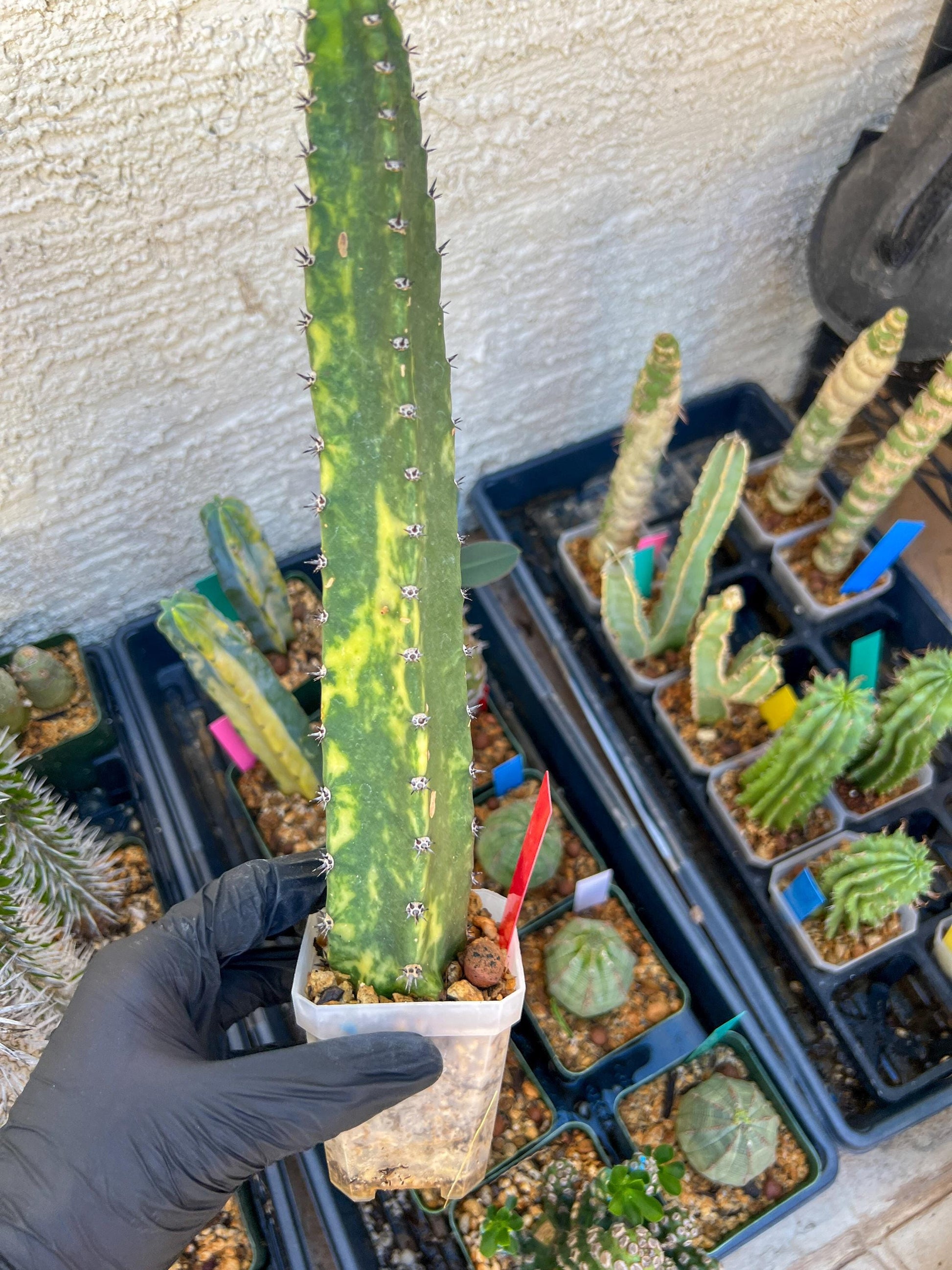 Harrisia Jusbertii Variegated (Red) | Imported Cactus | Rare Succulent