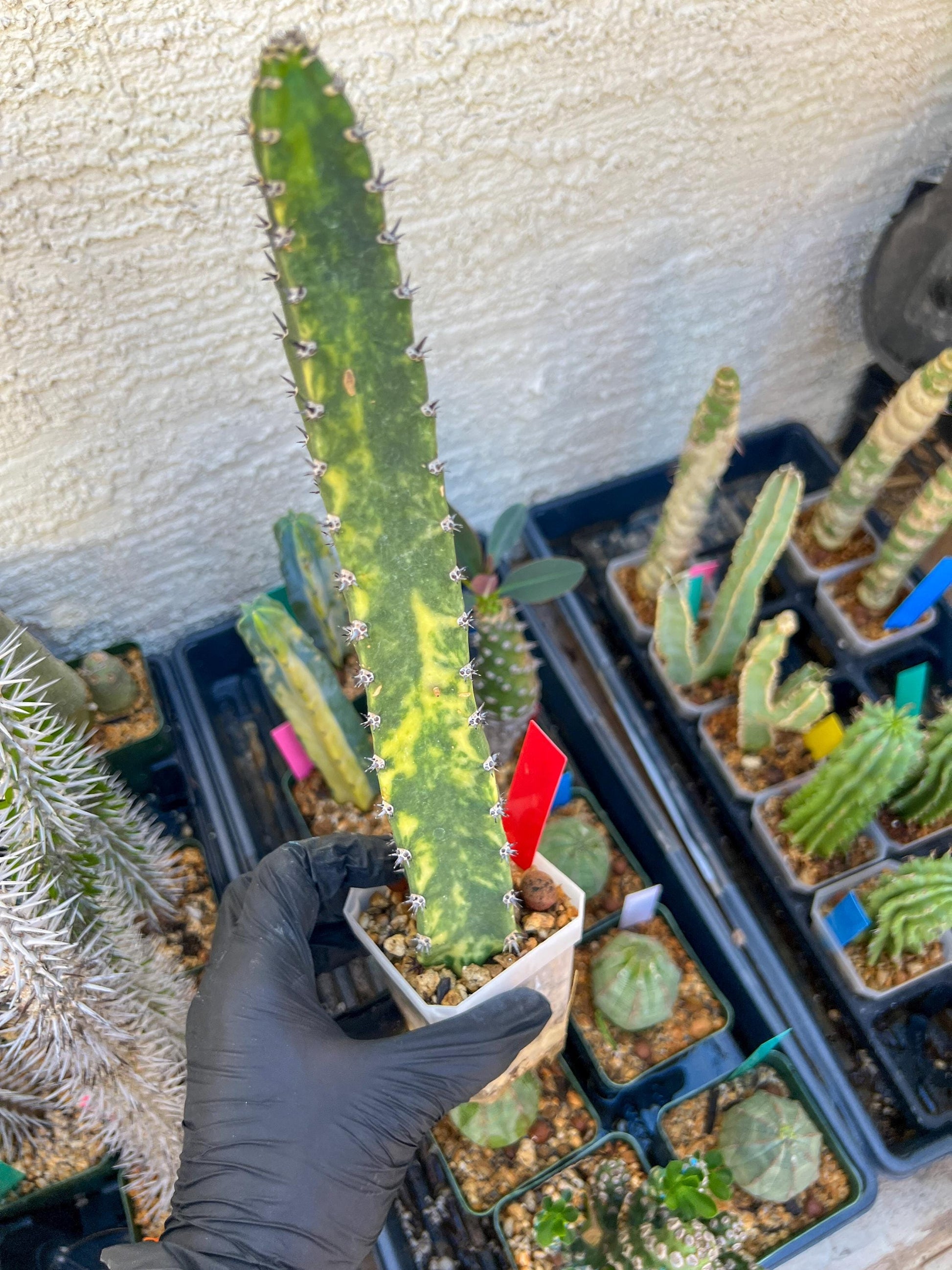 Harrisia Jusbertii Variegated (Red) | Imported Cactus | Rare Succulent