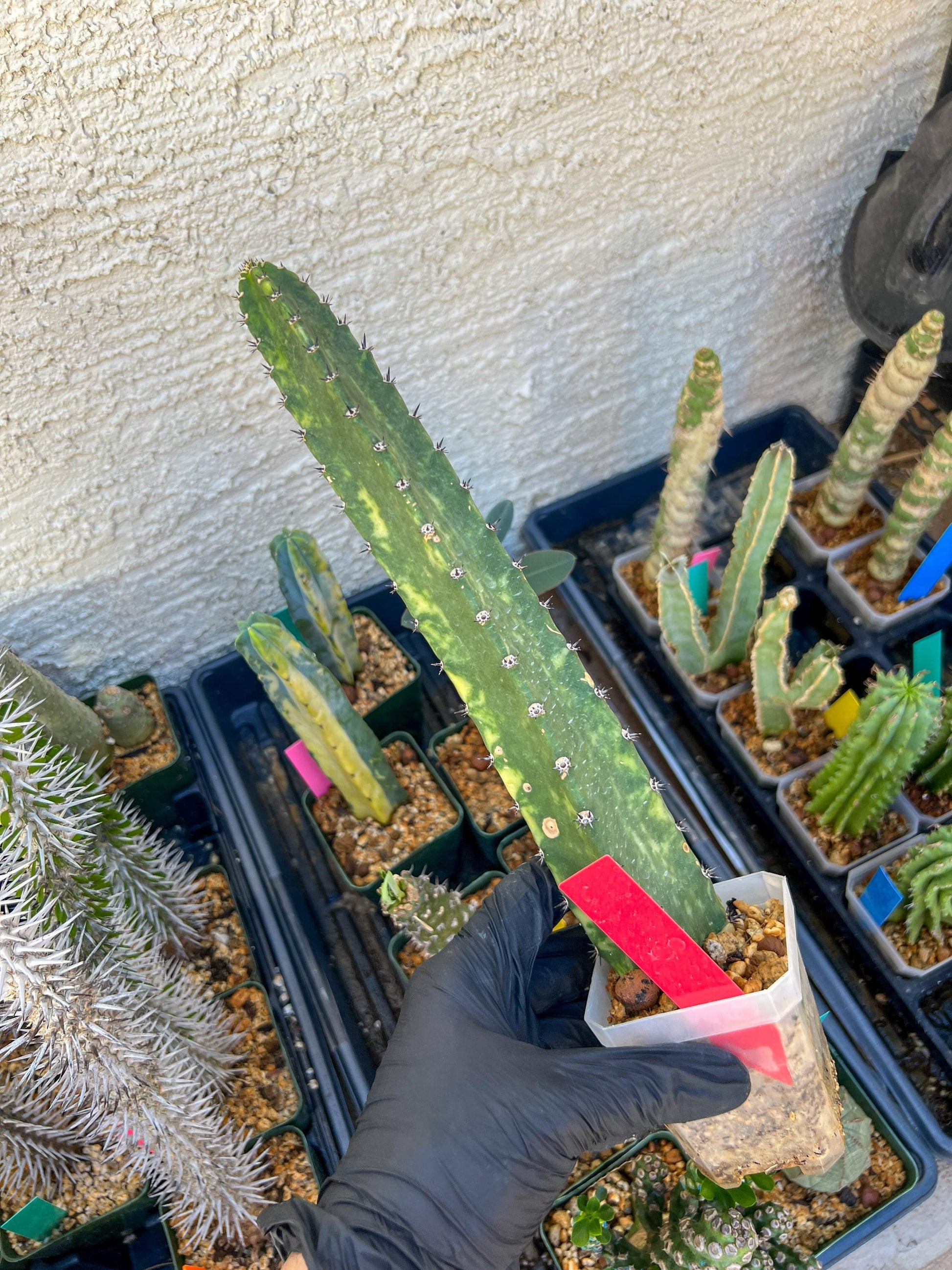 Harrisia Jusbertii Variegated (Red) | Imported Cactus | Rare Succulent